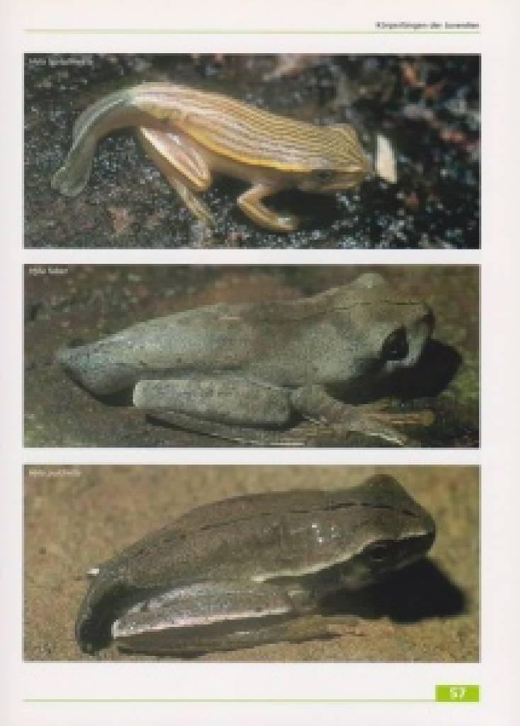 Frösche im brasilianischen Araukarienwald